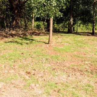 A sunny clearing in a wooded area with young trees and grass.