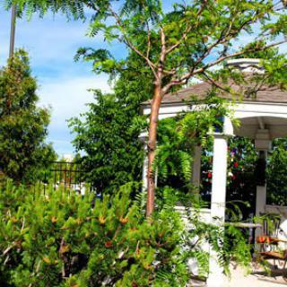 A lush garden with a white gazebo surrounded by trees and plants under a blue sky.