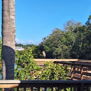 A serene view of a wooden boardwalk surrounded by lush greenery beneath a clear blue sky.