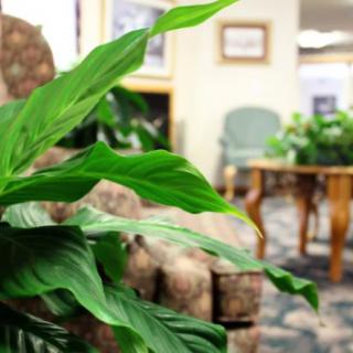 A cozy living room with a focus on a lush peace lily plant.