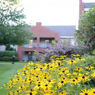 A garden with vibrant yellow flowers in front of a brick building.