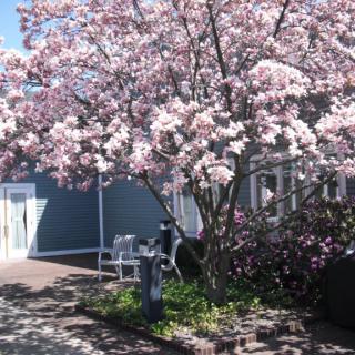 A beautiful cherry blossom tree in full bloom on a sunny day.