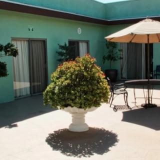 A sunny courtyard with a large potted plant and patio furniture.