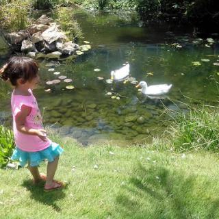 A child enjoys a sunny day by the pond, watching ducks swim.
