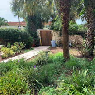 A lush garden with a pathway surrounded by various plants and palm trees.