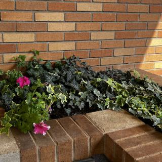 A beautiful arrangement of green plants and vibrant flowers against a brick wall.