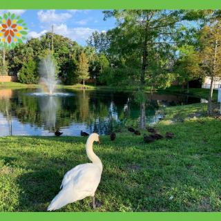 A serene scene by the pond with a swan and geese nearby, surrounded by lush greenery and a fountain in the background.
