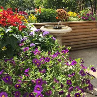 A vibrant garden filled with colorful flowers and a small fountain.