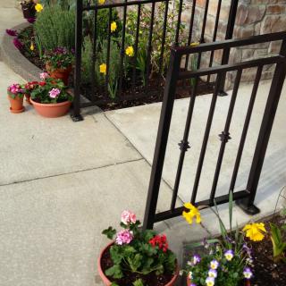 A small garden with tulips and potted plants along a sidewalk adjacent to a black iron fence.