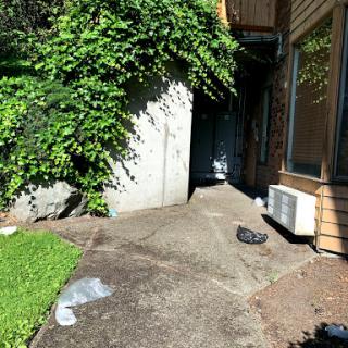 A narrow walkway beside a building, showcasing greenery and some litter.