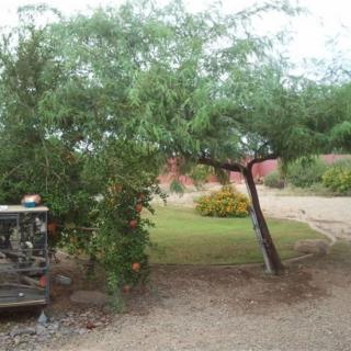 A tree with a slanted trunk in a garden setting.