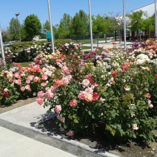 A vibrant rose garden with various colored blooms lining a walkway on a sunny day.
