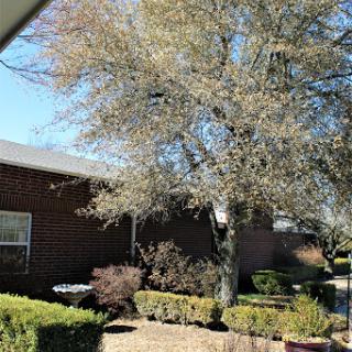 A serene view of a tree in front of a house on a sunny day.