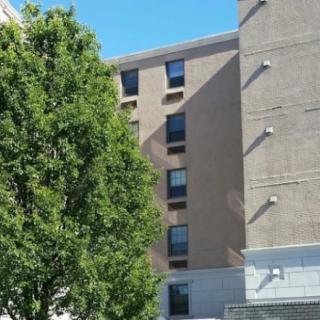 A view of a building with several windows behind a leafy tree under a clear blue sky.