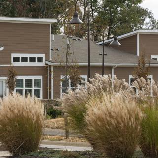 A modern house surrounded by ornamental grasses in a suburban setting.