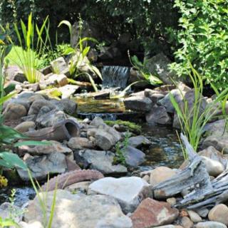 A serene garden pond with a small waterfall surrounded by rocks and lush greenery.
