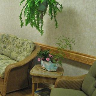 A cozy living room corner with a sofa, armchair, and houseplants.