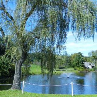 A serene landscape featuring a willow tree by a pond with a fountain.