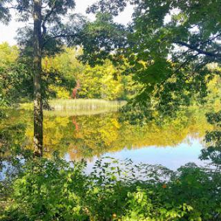 A tranquil view of a pond surrounded by lush greenery and the reflections of trees on the water's surface.