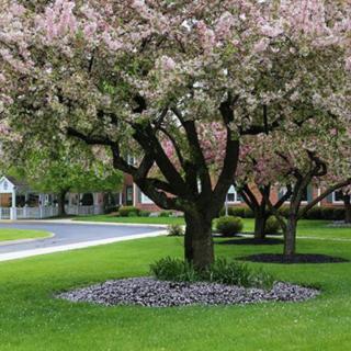 A picturesque suburban street featuring a blooming tree surrounded by neatly manicured grass.