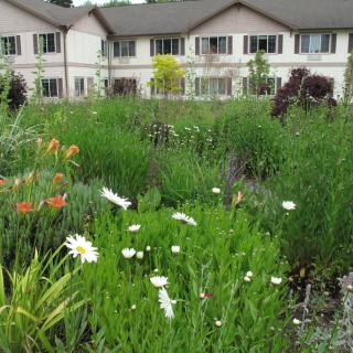 A lush garden with various flowers in front of residential buildings.