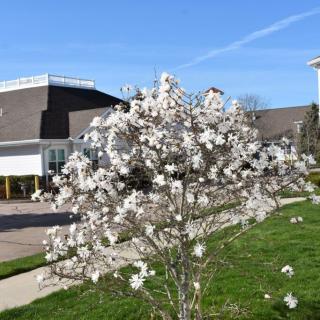 A flowering tree with white blossoms in an urban area during spring.
