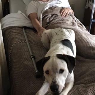 A dog lying on a bed beside a person who appears to be resting.
