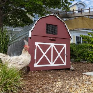 A chicken stands near a small rustic barn-shaped coop in a garden setting.