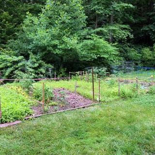 A lush vegetable garden surrounded by greenery and a wooden fence.