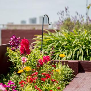 A vibrant rooftop garden filled with colorful flowers and greenery.