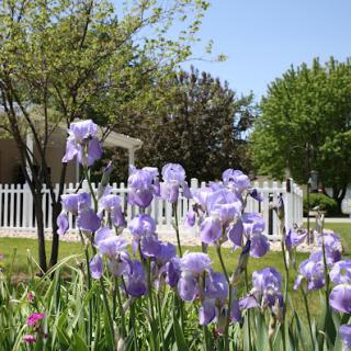 A beautiful display of purple irises blooming in a sunny garden.