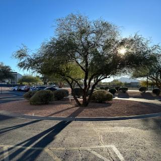 A solitary tree casting long shadows in a sunny parking lot.