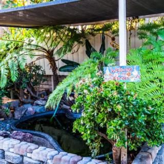 A tranquil garden scene featuring a small pond surrounded by lush greenery.