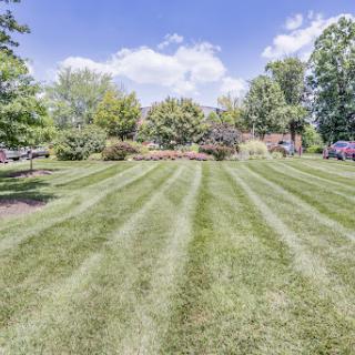 A beautifully manicured lawn showcasing neat stripes of freshly cut grass, bordered by vibrant trees and flowering bushes under a bright blue sky.