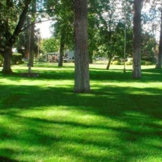 A serene park scene with lush green grass and tall trees casting cool shade.