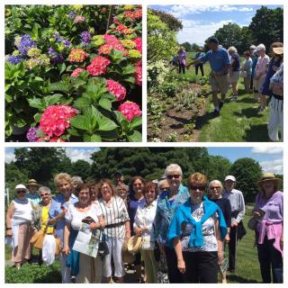 A group of people enjoying a sunny day in a garden with colorful hydrangeas.