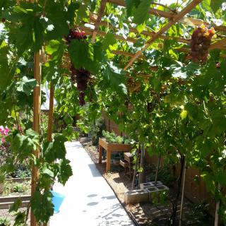 A sunny garden path lined with lush grapevines.