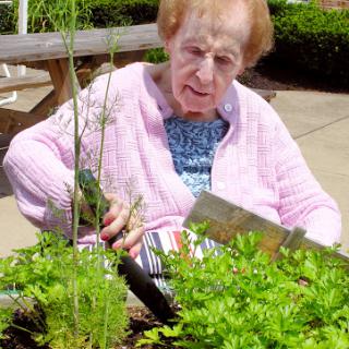 An elderly woman enjoys gardening, tending to her plants in a sunny outdoor setting.