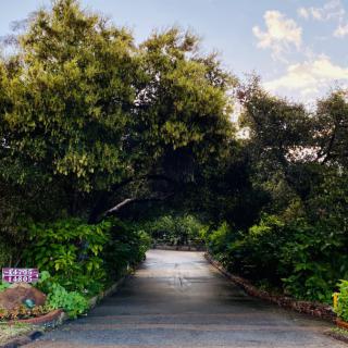 A serene pathway surrounded by lush greenery and trees under a partly cloudy sky.