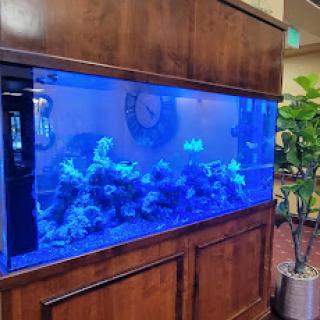 A beautifully illuminated aquarium featuring vibrant marine life, set against a wooden backdrop.