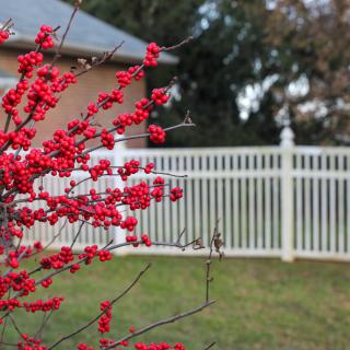 A vibrant bush with red berries stands in front of a white fence.