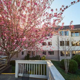 A tree in full bloom with pink blossoms stands beside a building under the clear sky.