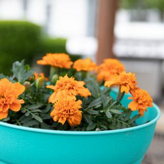 A vibrant display of orange marigolds in a turquoise planter.