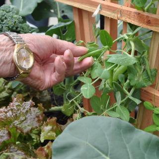 A hand tending to a plant growing on a trellis in a garden.
