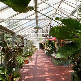 A well-lit greenhouse filled with a variety of lush plants.