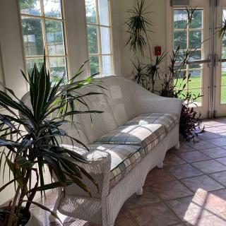 A sunlit room with a white sofa surrounded by indoor plants and large windows.