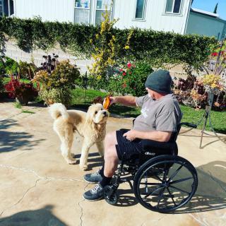A person in a wheelchair playing with a dog in a sunny garden.