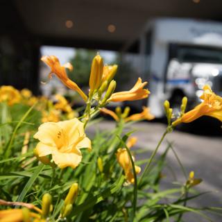 Yellow flowers in focus with a blurred vehicle in the background.