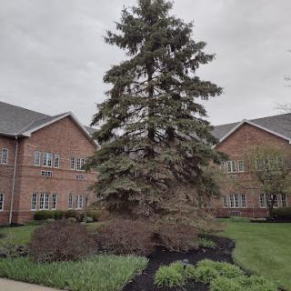 A lone evergreen tree stands amidst a well-maintained landscape in front of a brick building on a cloudy day.