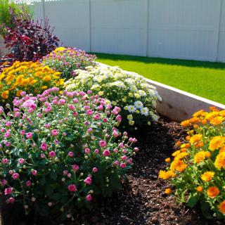 A vibrant garden with a variety of colorful flowers in a neatly arranged flower bed.